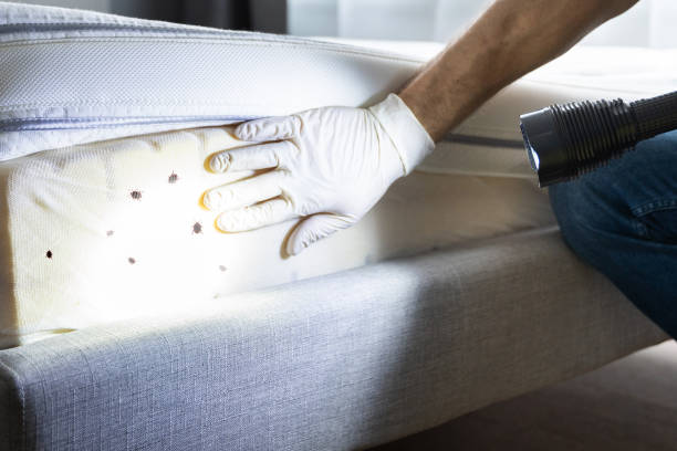 Reliable Halifax, VA Pest Control Solutions