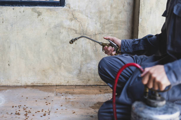 Wasp Removal Services in Halifax, VA